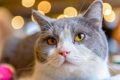 《寂静岭f》在澳大利亚被禁 内容引起不适